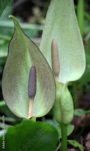 Besser's arum (Arum besserianum) blooms in the forest in spring.