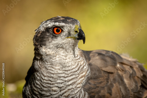Azor común, vigilando