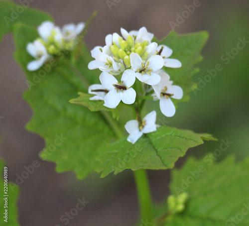 Fotografía Garlic mustard (Alliaria petiolata) grows in the wild