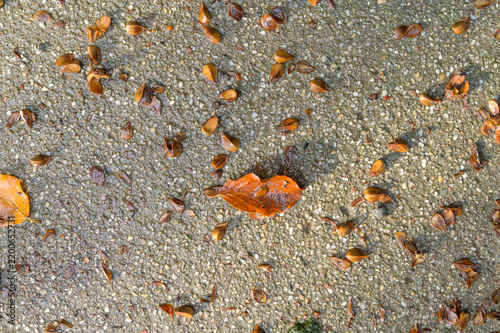 Fotografie Wet pebbled concrete pavement covered with fallen beech seeds and brown autumn l