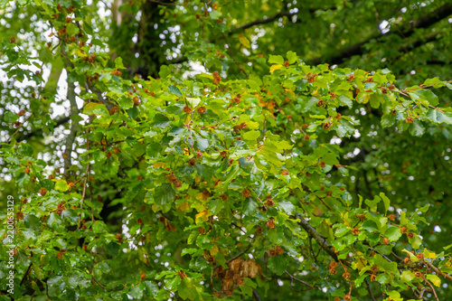 Cuadro en lienzo Green beech tree foliage with ripening beechnuts after rain in the forest