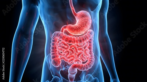 Digital illustration of human digestive system anatomy.