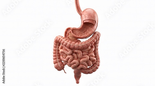 Anatomical 3D Illustration of Human Digestive System with Stomach and Intestines Isolated on White Background.