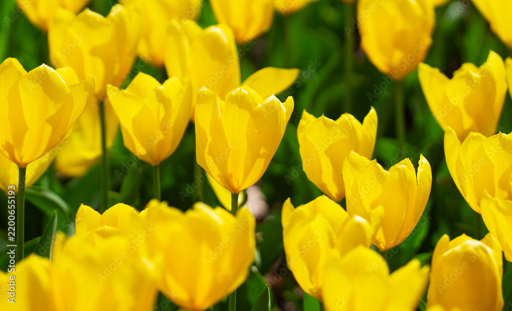 Obraz premium Yellow tulips blooming in a flower meadow. Fresh tulip field in natural spring light. Yellow vivid tulips flowers pattern. Spring meadow full of tulip flowers. Floral background with yellow tulips.