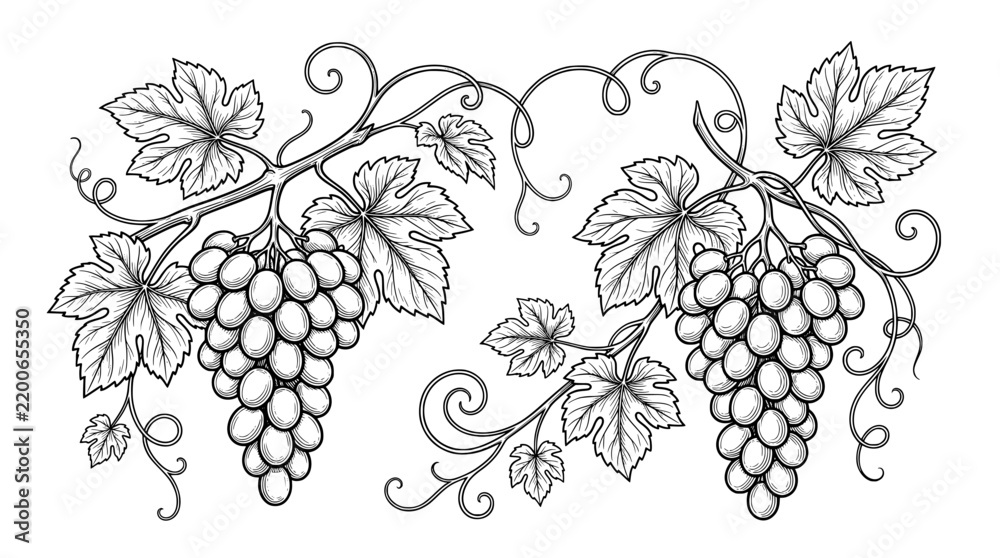 Obraz premium Vintage grape vine engraving, hand drawn grapevine branch with clusters of grapes and leaves, black and white vineyard botanical vector illustration