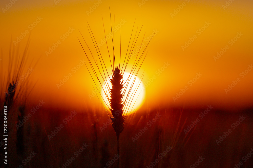 Obraz premium Spike in golden sunlight. Spike with long awn. Wheat spike close up. Cereal spike in field.