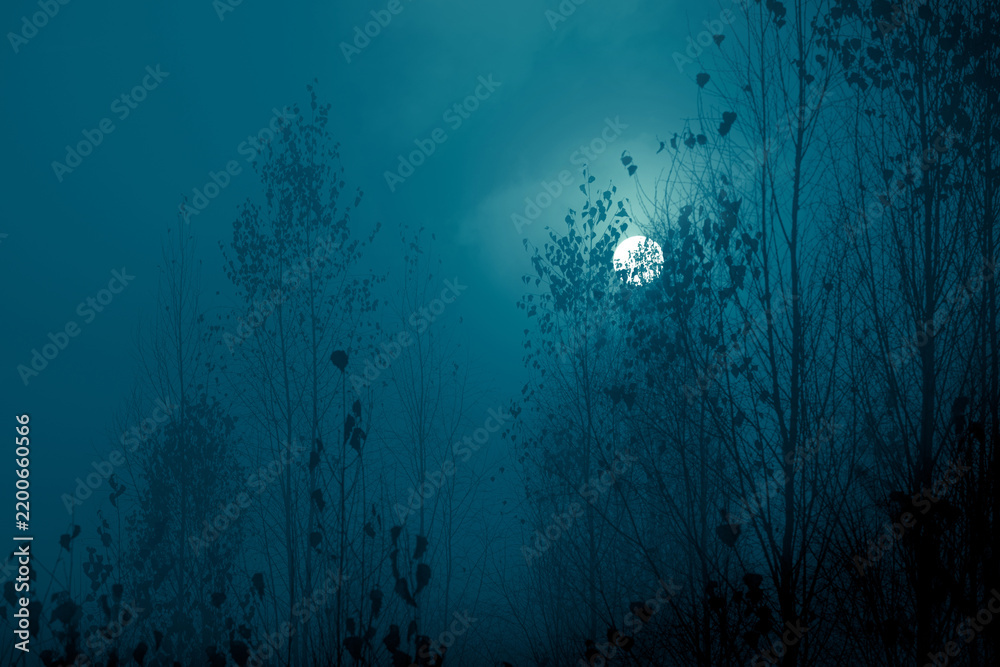 Obraz premium Night mysterious landscape in cold tones - silhouettes of the forest trees in front of the full moon and dramatic night sky. Halloween background.