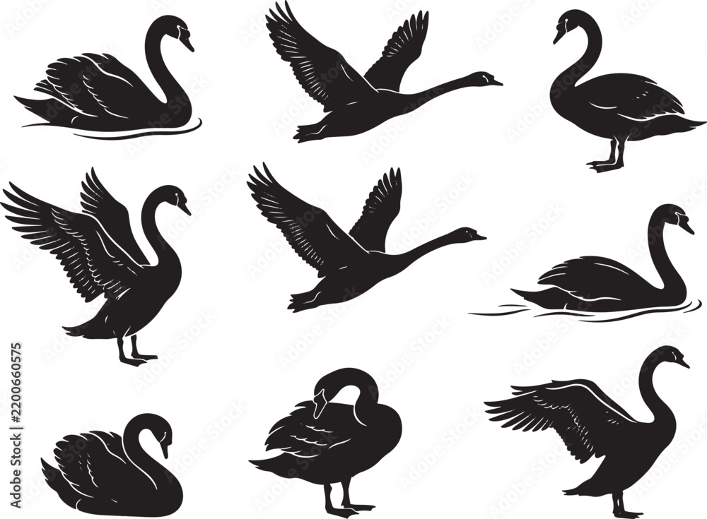 Fototapeta premium BlackSwanIllustrationsFlyingSwimmingPositionsTransparentBackground