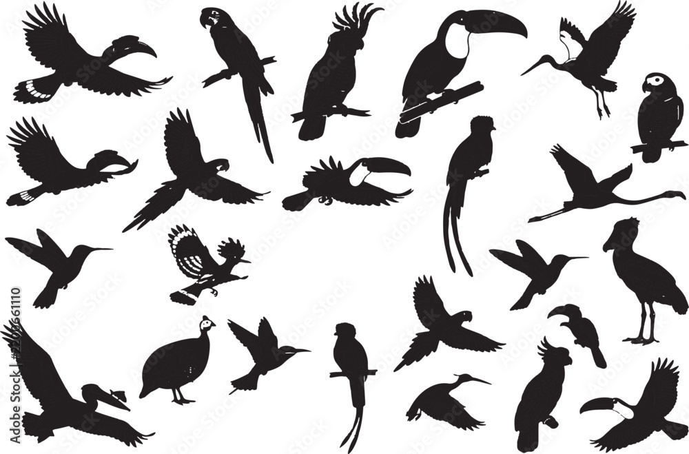 Obraz premium Collection of Various Silhouette Birds in Flight and Perched