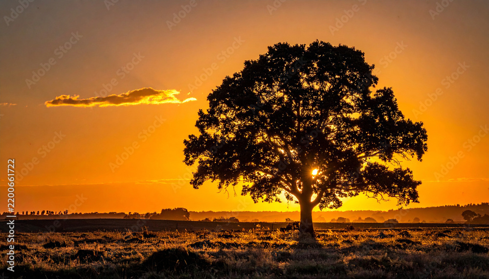 Fototapeta premium A solitary oak tree stands in silhouette against a golden sunset, evoking peace and serenity in nature. This tranquil landscape scene contains nobody, perfect for themes of growth and harmony.