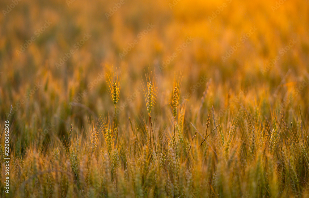 Obraz premium Cereal ear stands backlit. Cereal crop meets sunlight. Golden cereal silhouette fills field. Rural cereal plant at sunset.