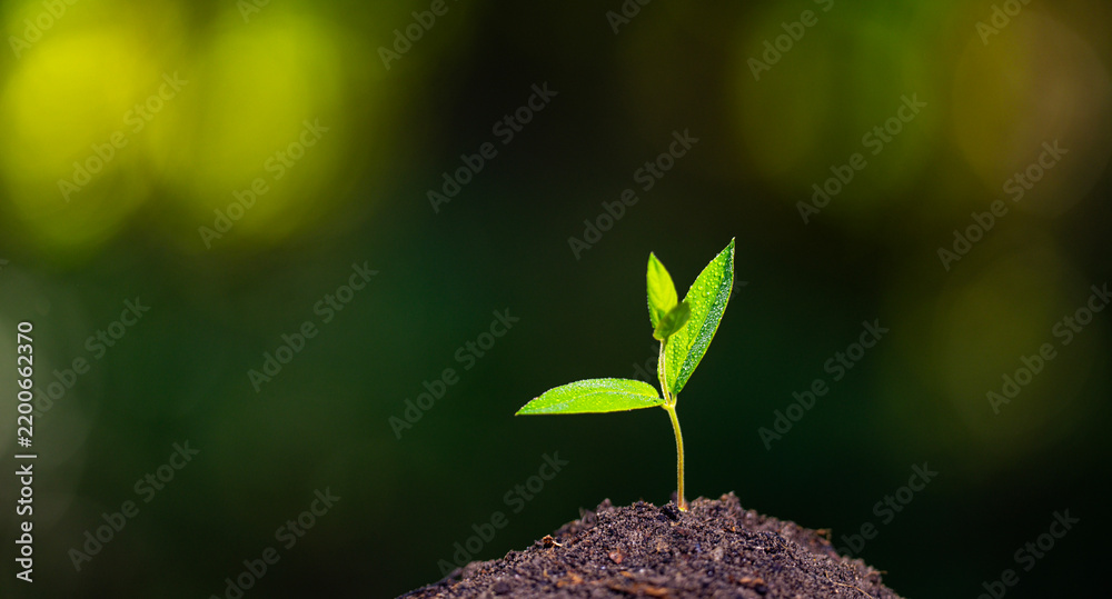 Obraz premium Small plant growing from fertile soil. Growth concept. Investment in nature growth. Seedling are growing from the rich soil. Growth success and development. Green business growth.