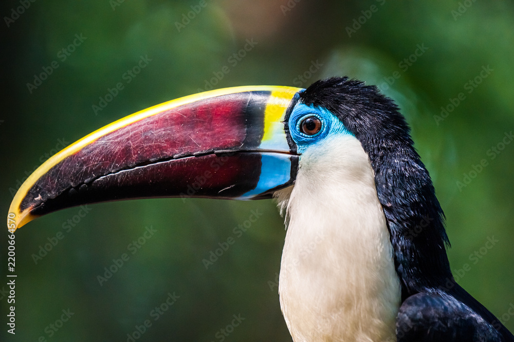 Obraz premium Toucan portrait with colorful beak close up