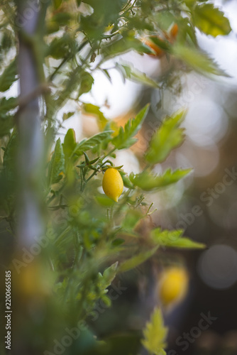 Fotografie Yellow pear-shaped cherry tomato from the garden