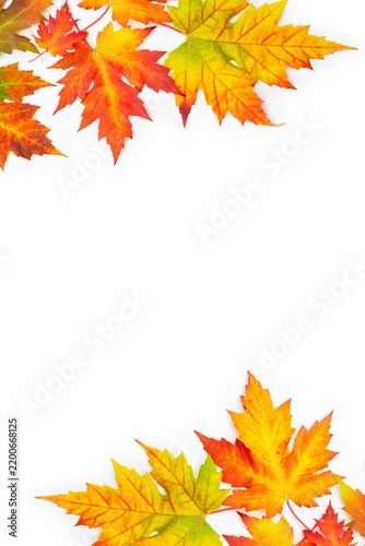 Bright autumn maple leaves on white background with space for text. Flat lay, top view