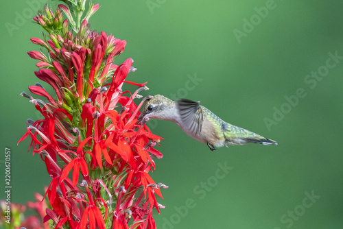 Ruby-throated Hummingbird (Archilochus colubris) covered in pollen hovers beside a red cardinal flower in garden