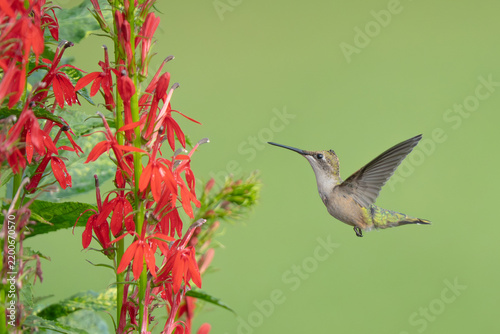 Ruby-throated Hummingbird (Archilochus colubris) covered in pollen hovers beside a red cardinal flower in garden