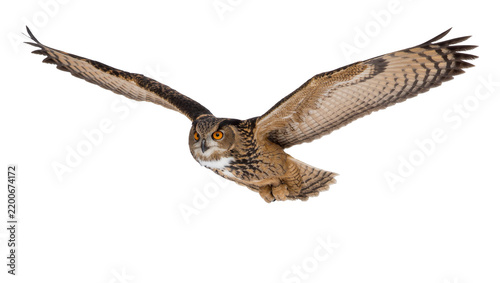 Obraz na płótnie Eurasian eagle owl with wide wingspan in flight, isolated on transparent backgro