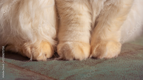 Three fluffy cat paws in a row
