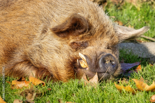 Kunekune pig sleeping on autumn leaves
