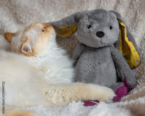 Fluffy white cat sniffing the ear of a plush rabbit