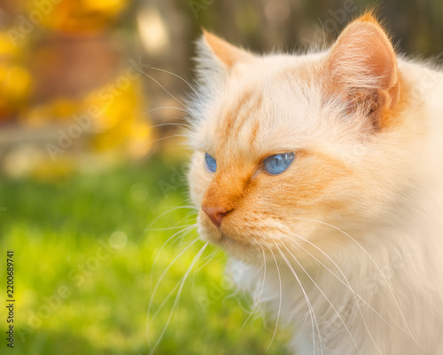 Grumpy looking Birman cat in front of an autumnal background