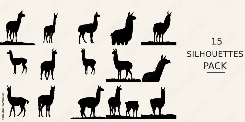 Fototapeta premium Llama Standing Silhouette - Close Up View Minimal Silhouette Style Black Vector Clipart on White Background