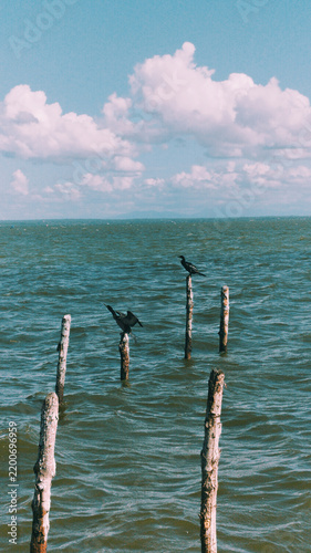 Bild auf Leinwand Aves marinas posadas sobre antiguos postes de madera en aguas tranquilas bajo un cielo con nubes blancas