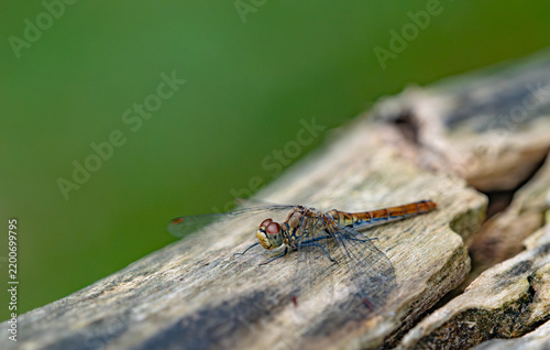 Фотография Close-up of a Brown Dragonfly Resting on Weathered Wood