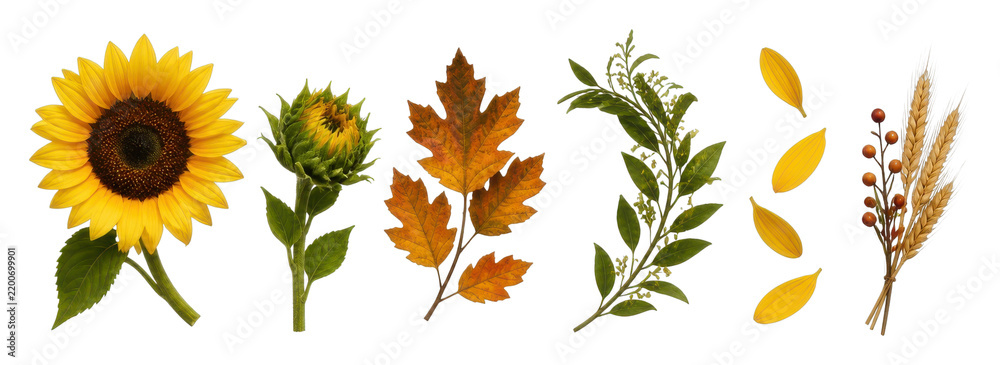 Obraz premium Autumn harvest floral PNG set with sunflower, leaves, wheat, transparent background