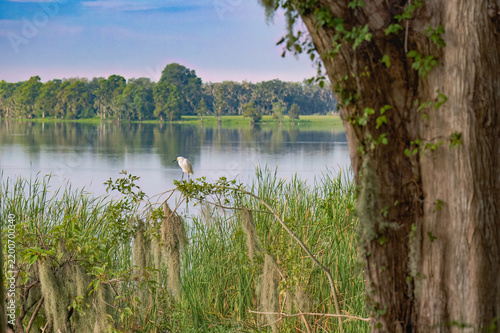 Snowy Egret Perched Among Spanish Moss at Dusk