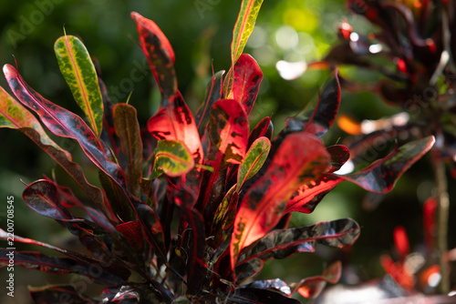 Lovely red leaves in the sunshine
