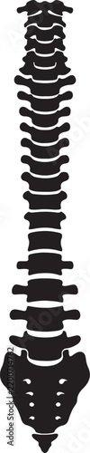Black silhouette of the human vertebral column, including cervical, thoracic, lumbar vertebrae, sacrum, and coccyx also transparent background