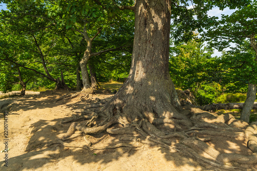 Massive mature tree with thick trunk and strongly branching exposed roots extending above ground. Saxon Switzerland, Germany