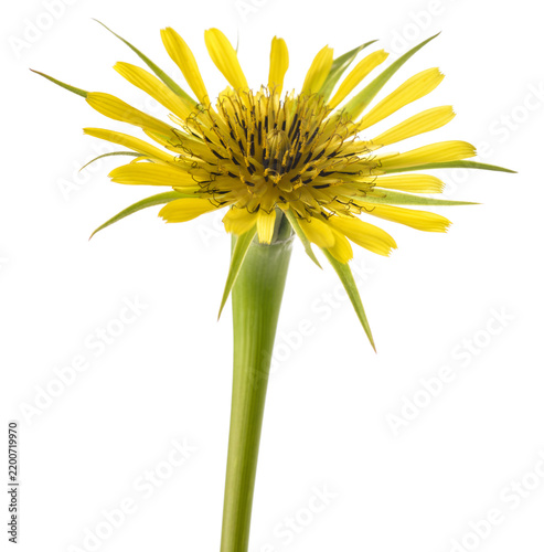 Yellow Tragopogon  flower