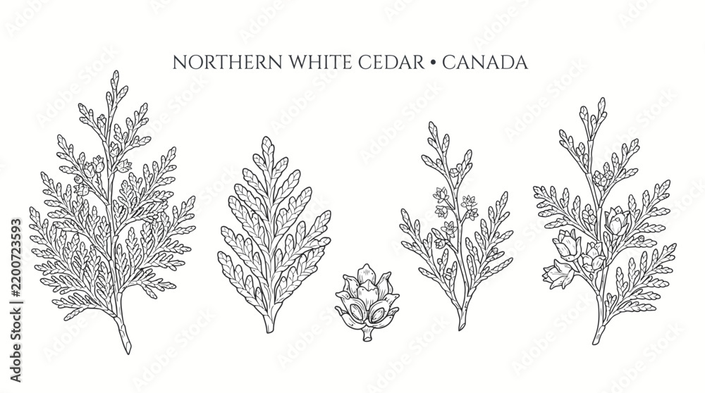 Obraz premium Very beautiful black and white realistic vector set of Northern White Cedar, scale-like leaves, tiny flowers and small cones, NORTHERN WHITE CEDAR • CANADA, separate evergreen botanical elements with 