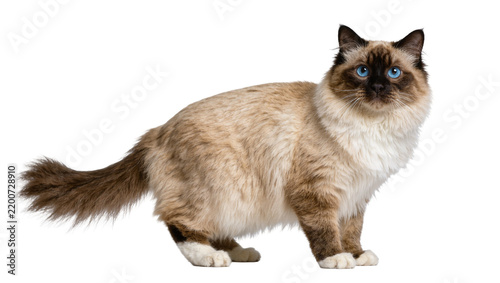 Fluffy Birman cat with striking blue eyes, standing alert isolated on transparent background