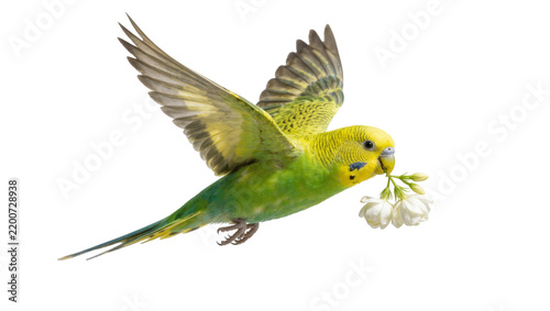 Green budgerigar bird holding white flowers in beak, isolated on transparent background