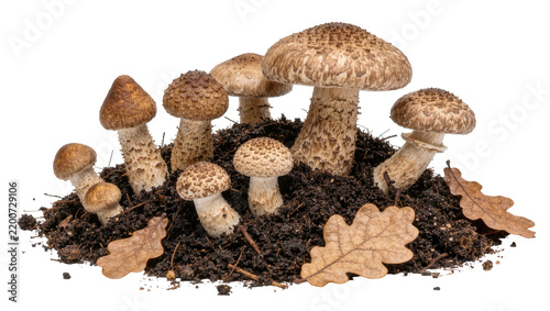 Group of brown honey mushrooms growing in dark soil with dry oak leaves, isolated on transparent background
