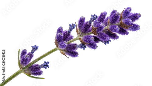 Single purple lavender flower stem with small buds, isolated on transparent background