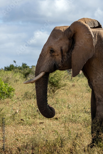 Cuadro en lienzo Close-Up Profile of African Elephant Head Showing Tusk and Trunk