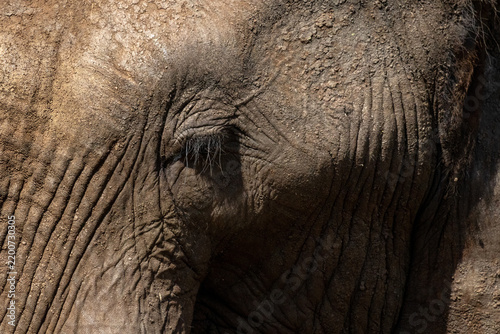Cuadro en lienzo Abstract Macro Close-Up of African Elephant Eye and Wrinkled Skin Kruger