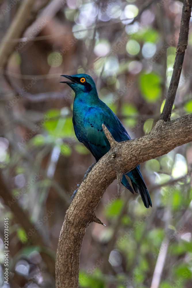 Obraz premium Greater Blue-Eared Starling with Iridescent Plumage on Branch in Kruger
