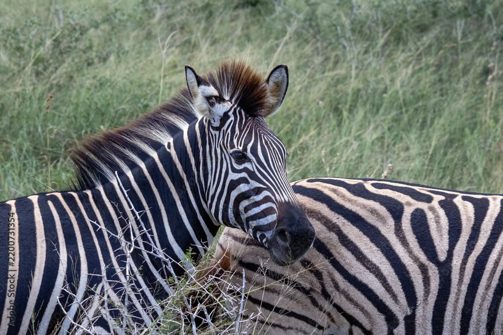 Obraz premium Plains Zebra Resting Its Head Over Another Zebra's Back in Kruger National Park