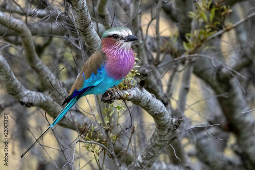 Lilac-Breasted Roller in Full Colour Perched on a Branch in Kruger National Park