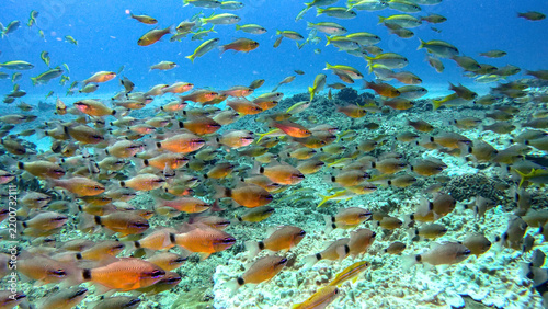 Konstfotografi Mixed School of Bigeye and Goatfish at Fish Basket Dive Site Ponta do Ouro Mozam