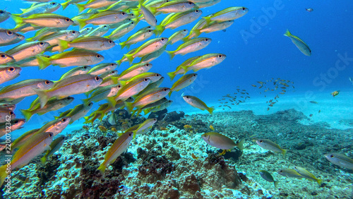 Canvastavla School of Yellowtail Goatfish Sweeping Over Reef at Fish Basket Dive Site Mozamb