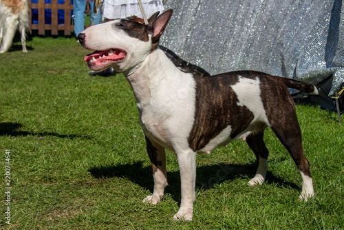 Standard English Bull Terrier at a dog show