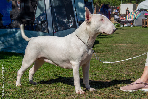 Standard English Bull Terrier at a dog show