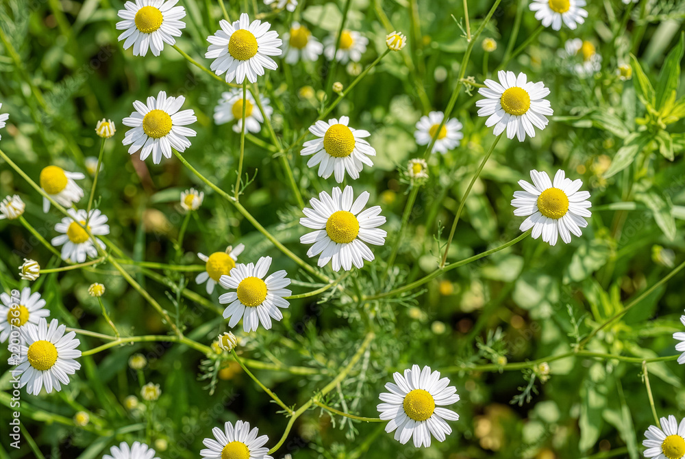 Fototapeta premium Blooming wild chamomile flowers in green sunny meadow top view